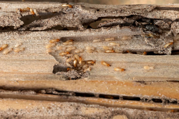 Best Local Pest Control Services  in Konterra, MD