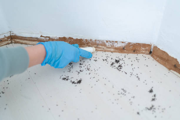 Best Flea Control Services  in Konterra, MD